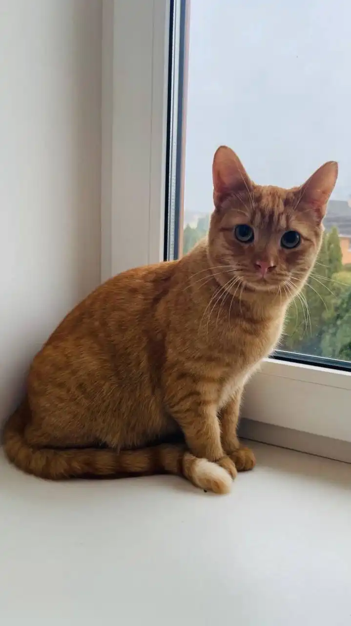 Котик Терри ищет дом