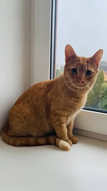 Котик Терри ищет дом - Животные в Балашиха