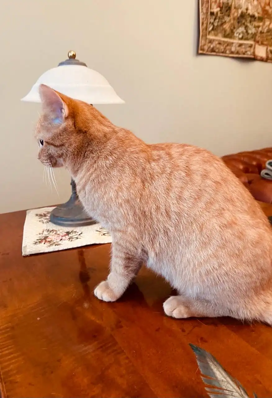 Котик Терри ищет дом