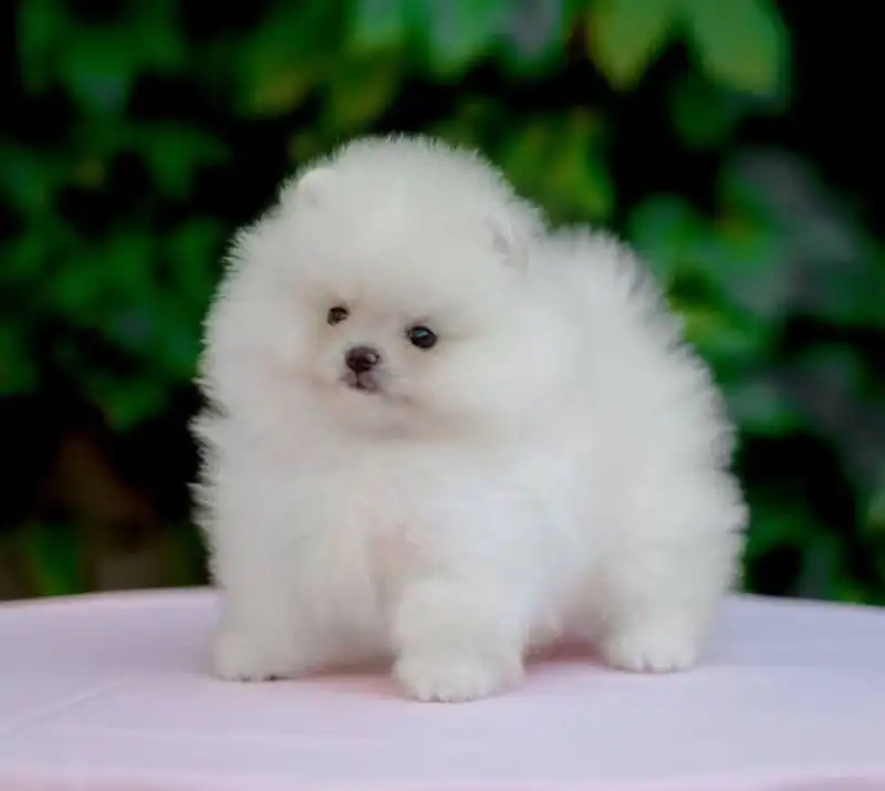 Шпиц померанский девочка 5 месяцев