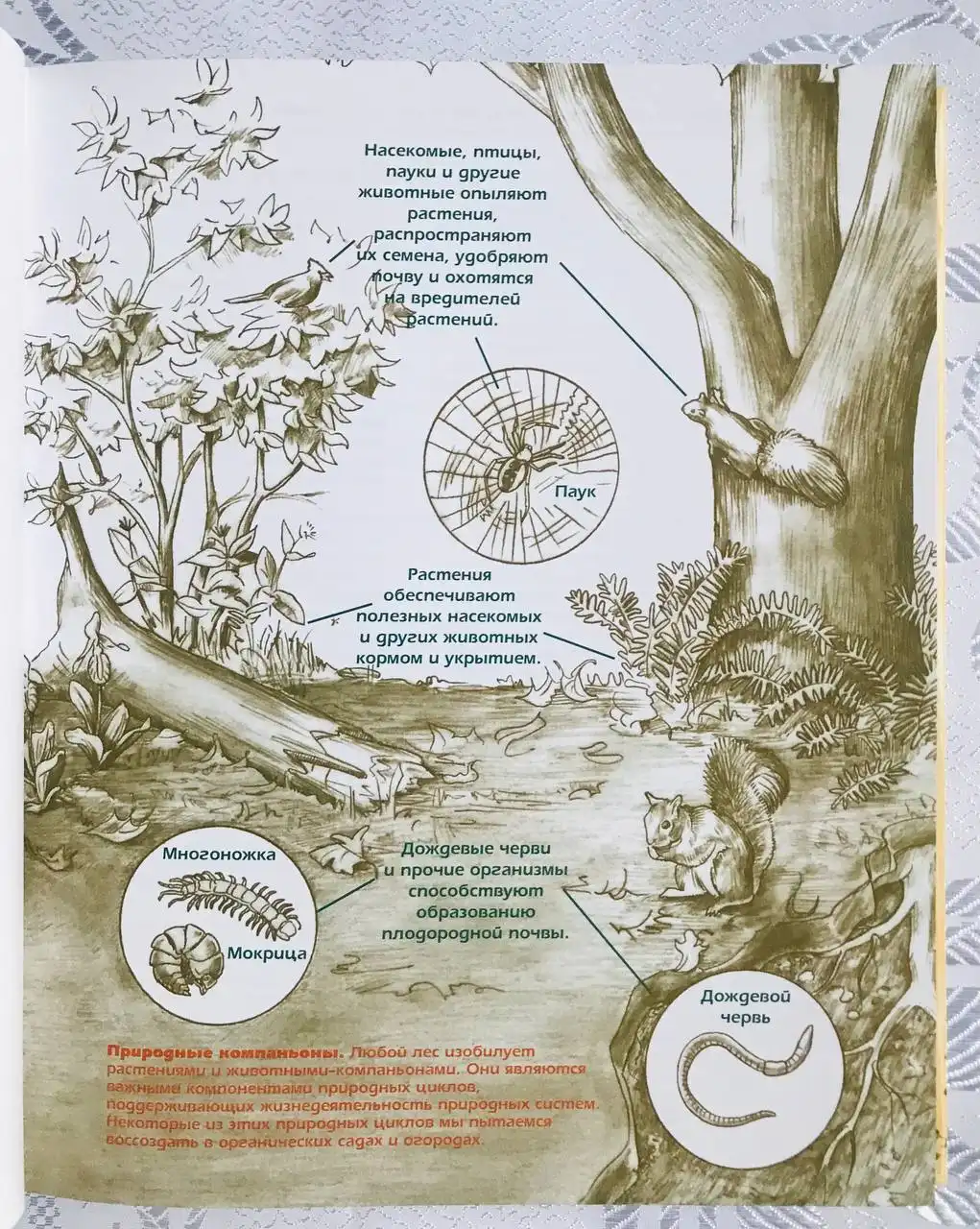 Новая книга с иллюстрациями
