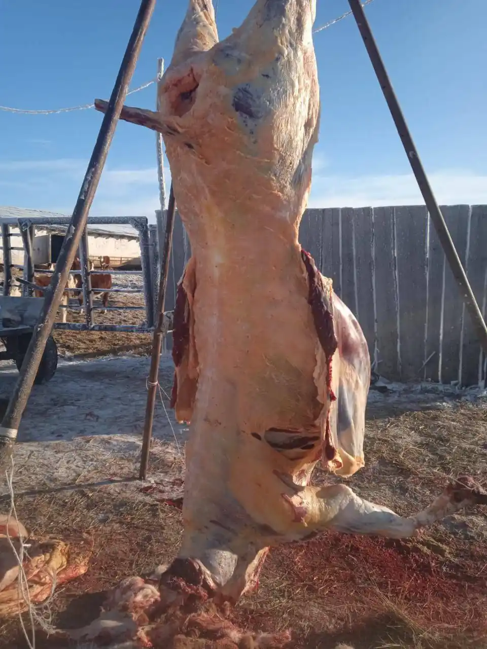 Продажа домашнего мяса говядины - Услуги в Оренбург