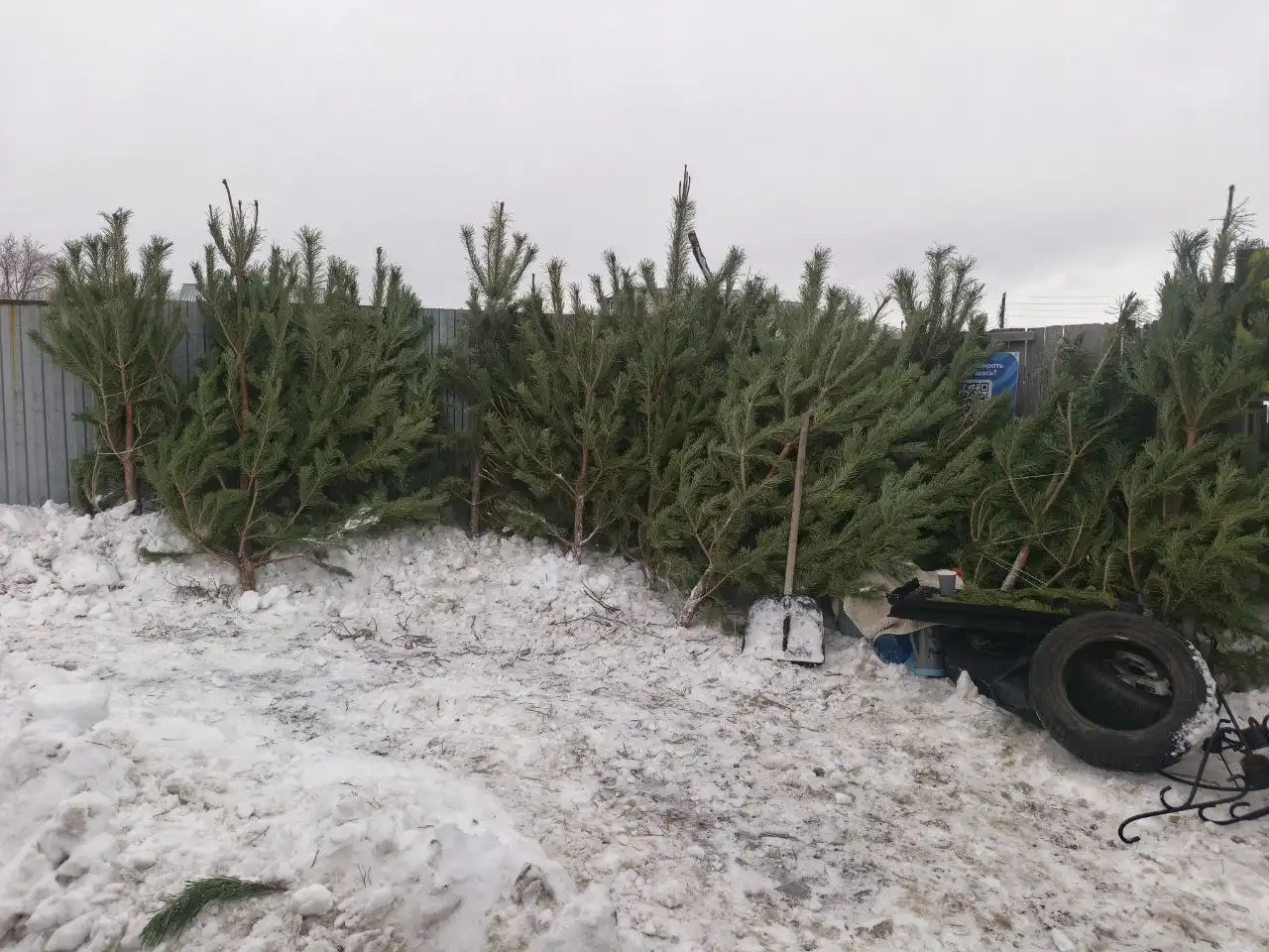Продажа новогодних ёлок с доставкой на дом