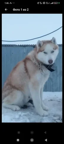 Потерянный кобель Кокос в Оренбурге - Животные в Оренбург