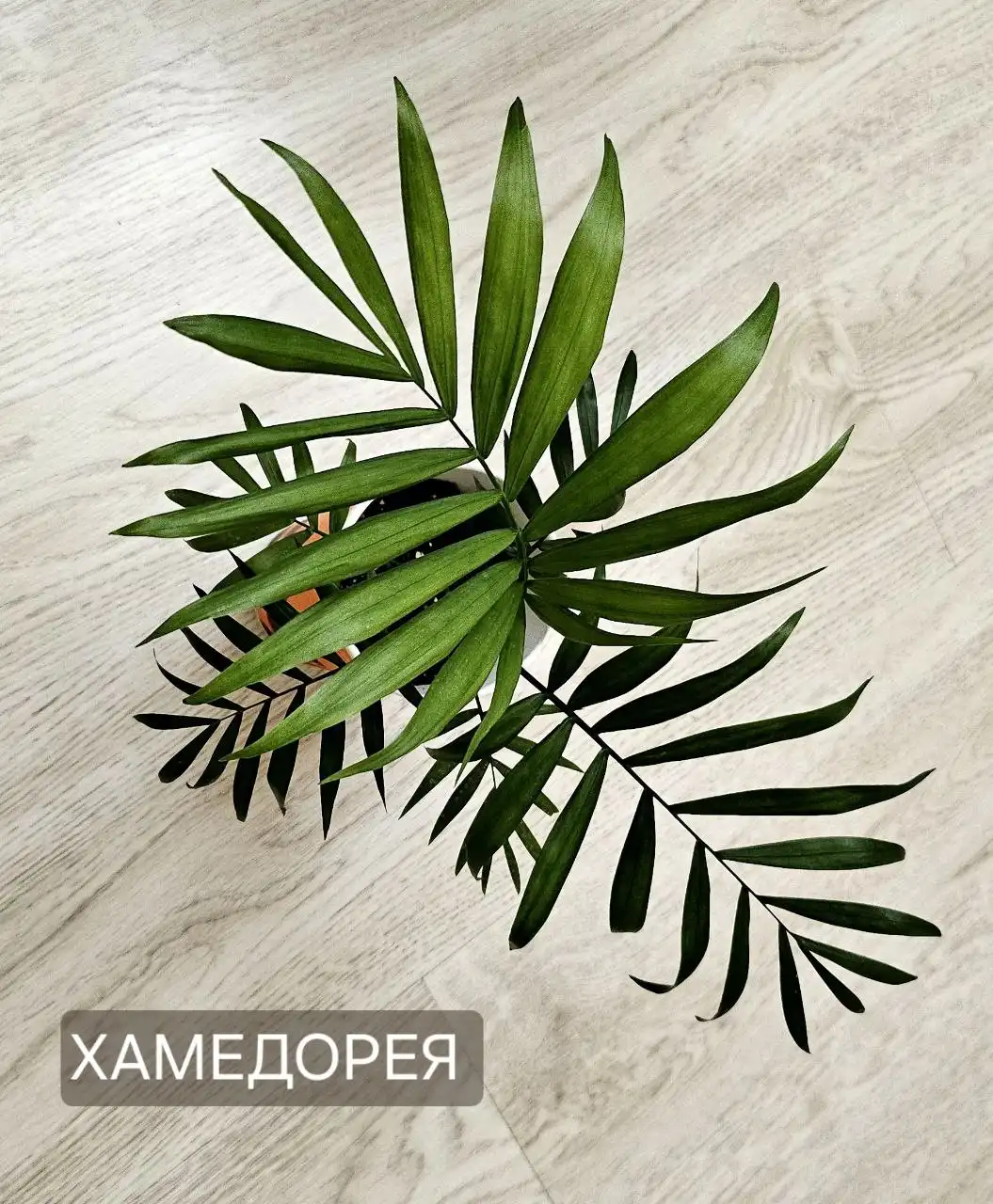 Объявление на барахолке