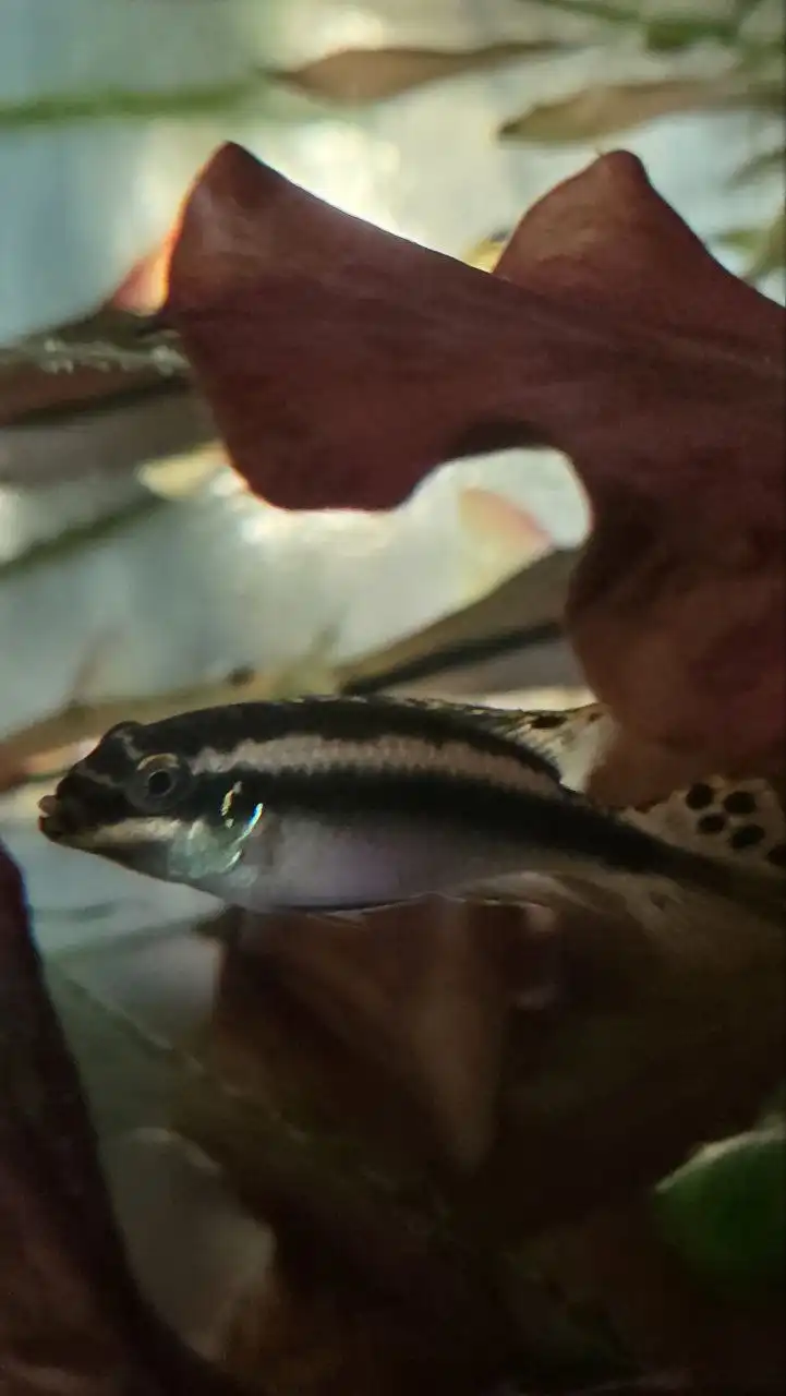 Продажа аквариумных рыбок: пельвикахромис, моллинезии, гурами - Животные в Москва