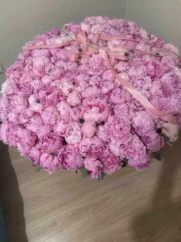 151 пион - Хобби и отдых в Москва