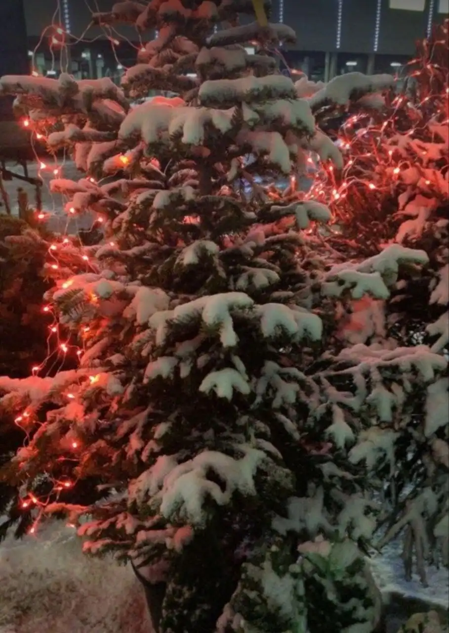 Продажа новогодних ёлок в горшках - Для дома и дачи в Москва