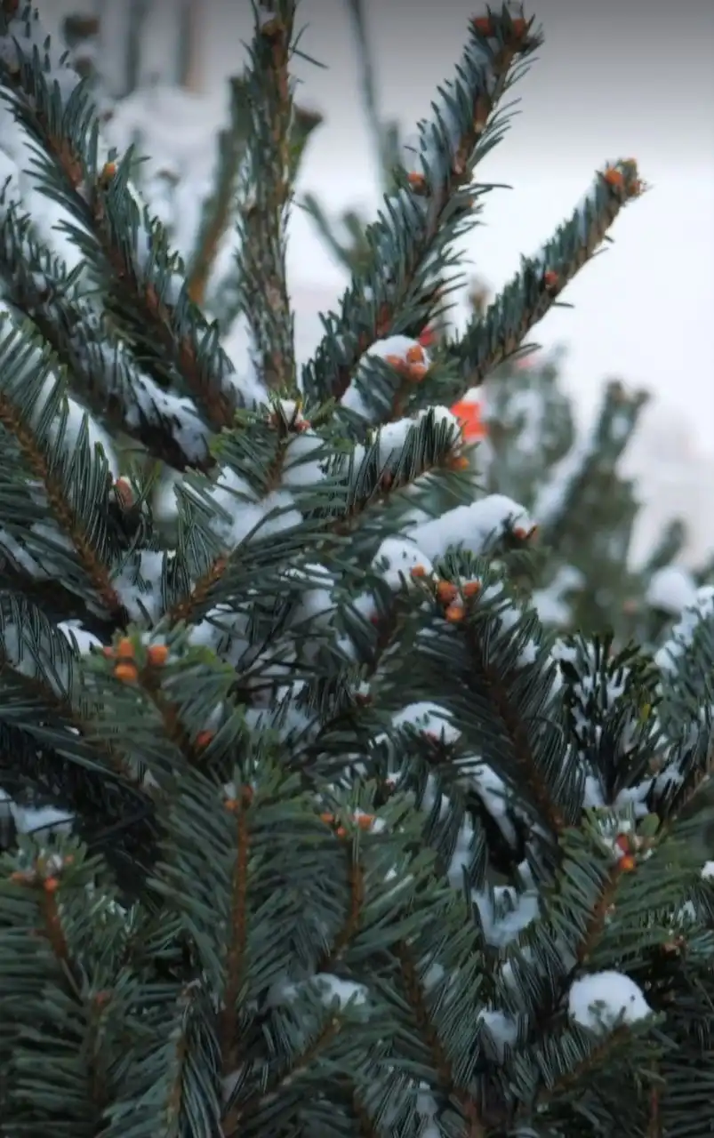 Продажа новогодних ёлок в горшках