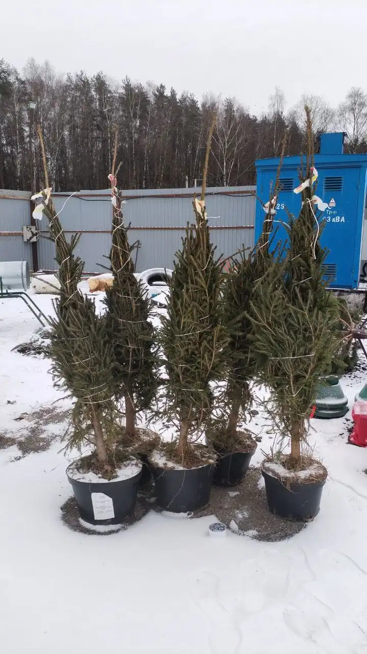 Продажа елей и новогодних услуг