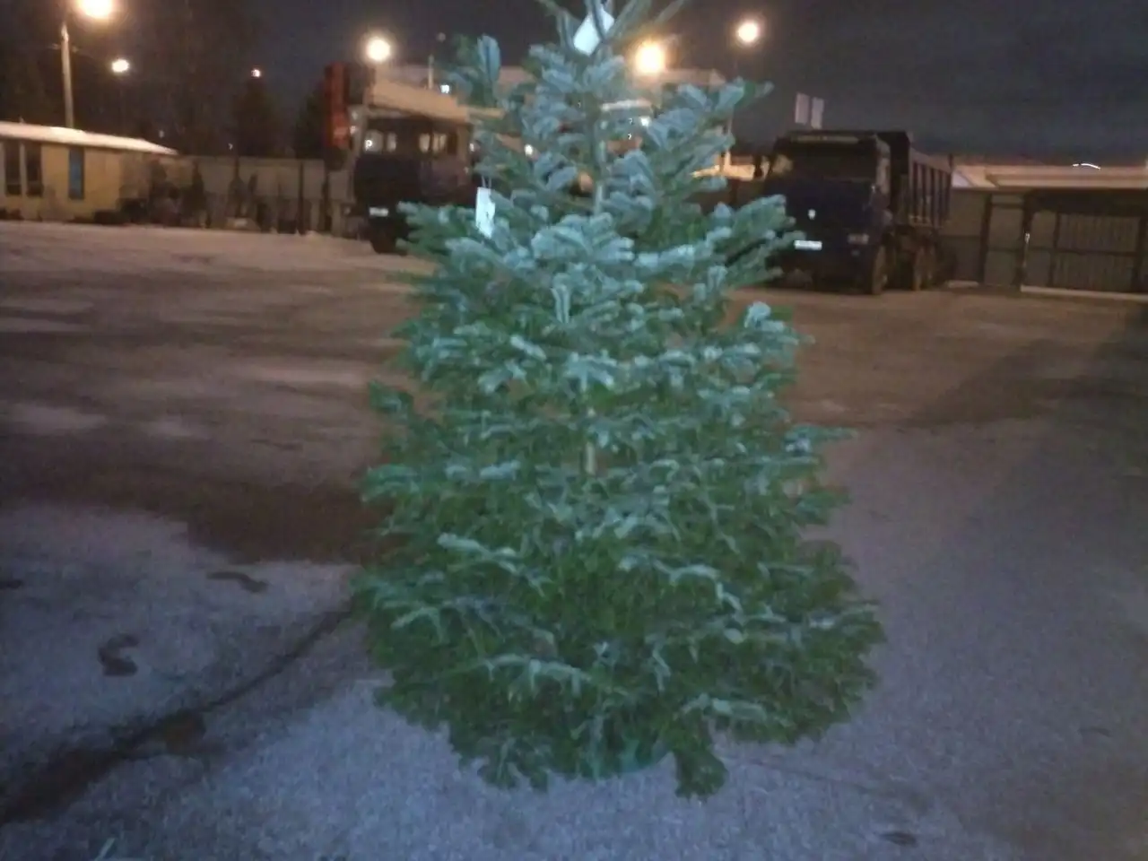 Продажа елей и новогодних услуг