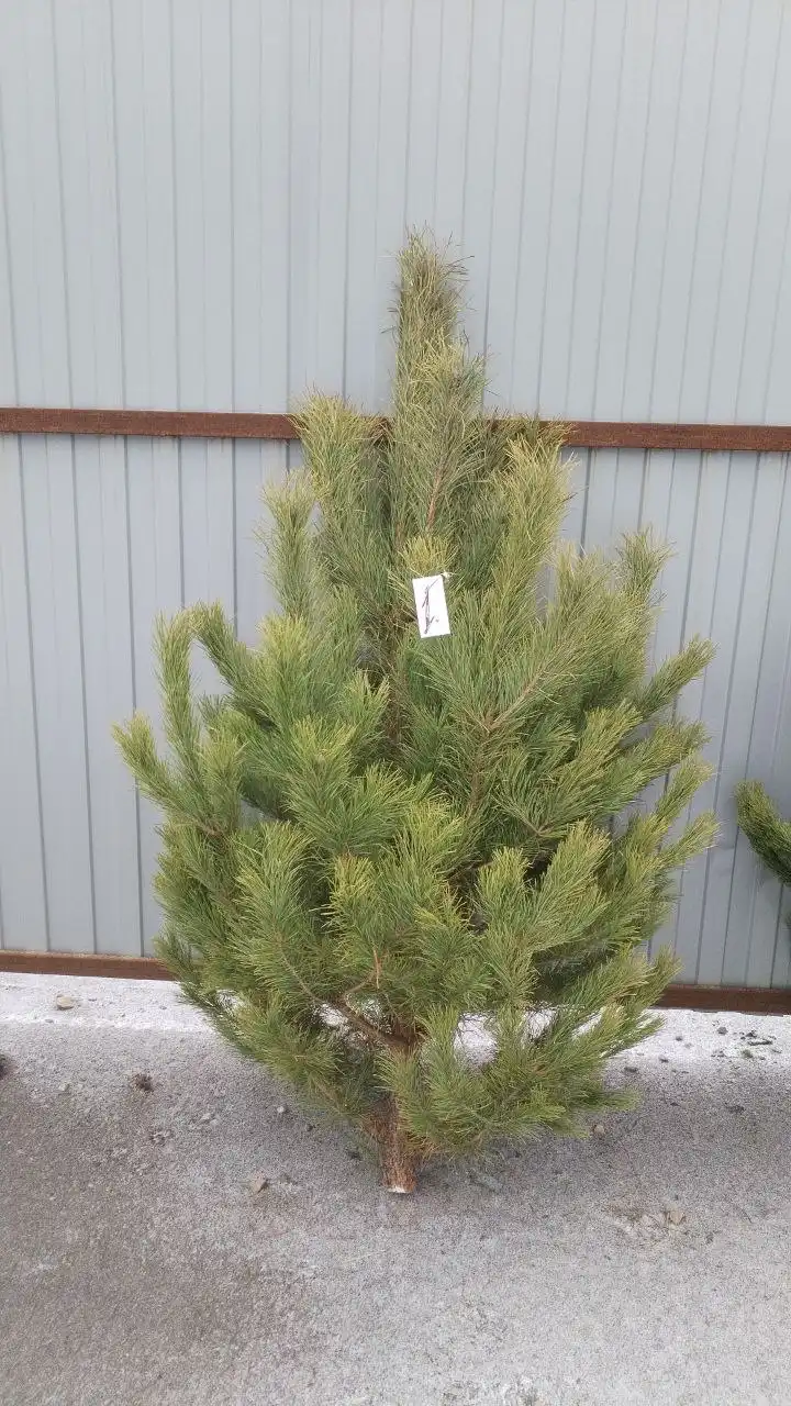 Продажа елей и новогодних услуг