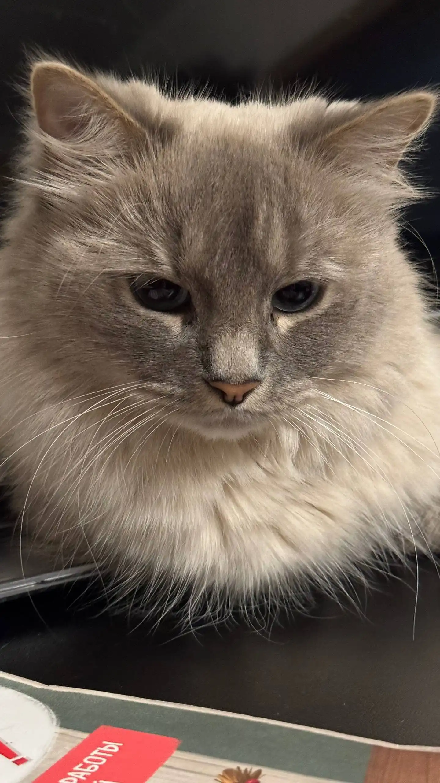 Кот породы Невская маскарадная в любящую семью