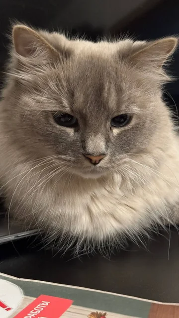 Кот породы Невская маскарадная в любящую семью - Животные в Москва