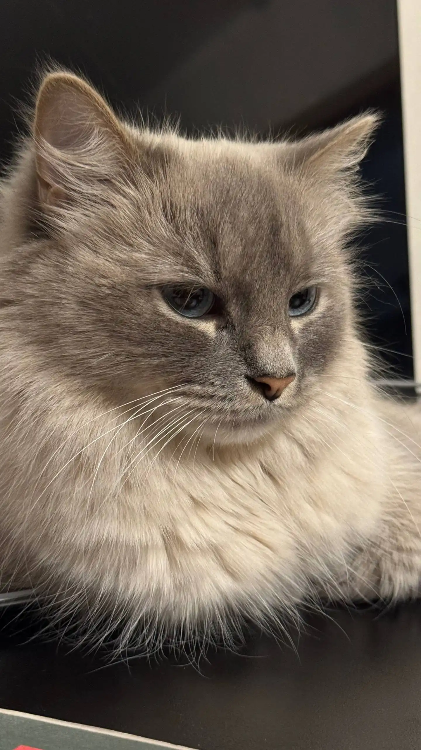 Кот породы Невская маскарадная в любящую семью