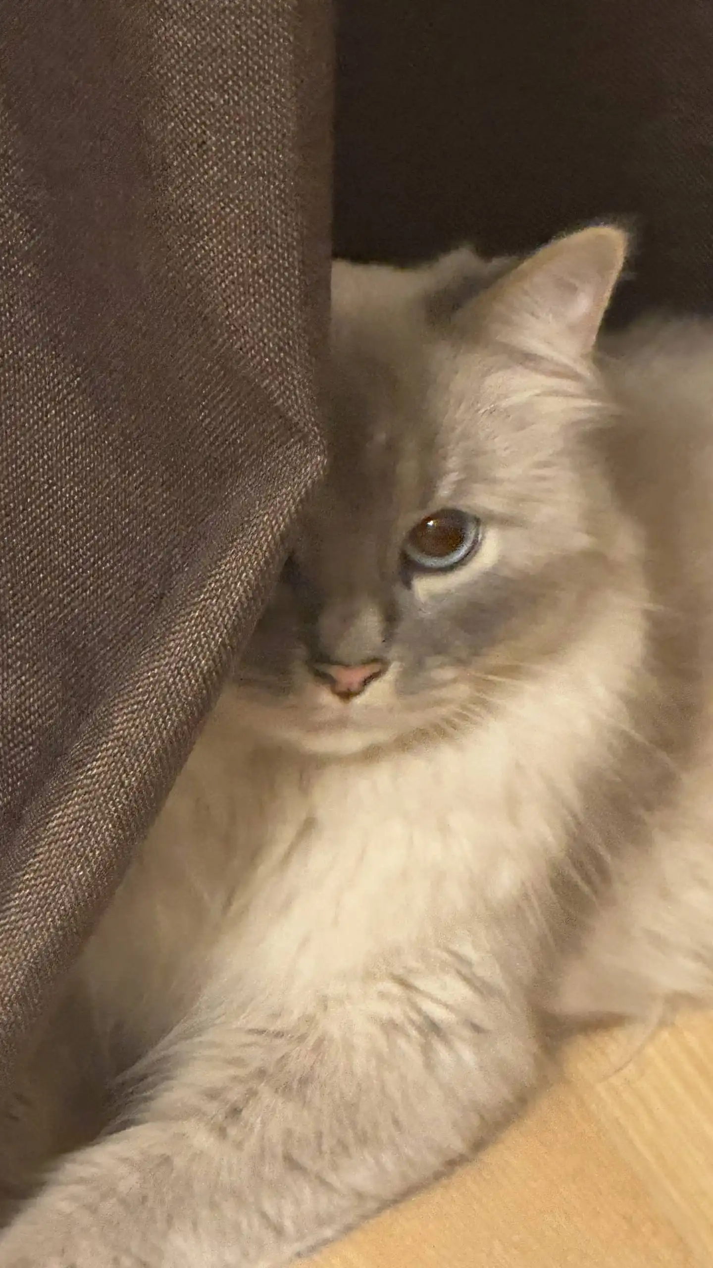 Кот породы Невская маскарадная в любящую семью