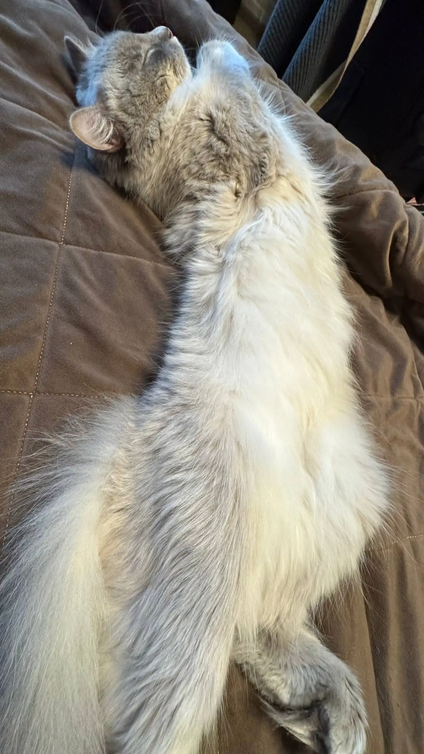 Кот породы Невская маскарадная в любящую семью