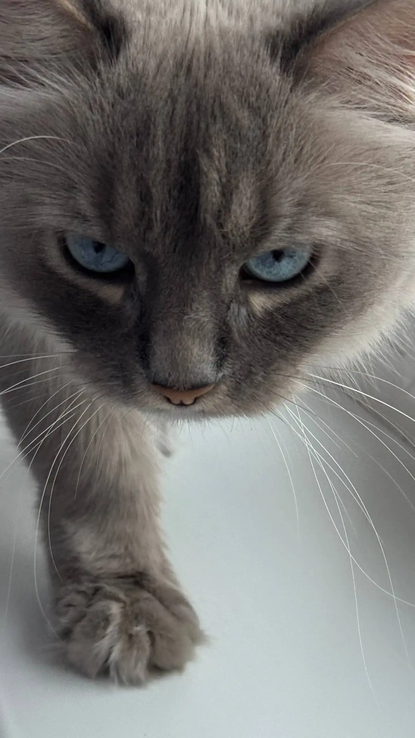 Кот породы Невская маскарадная в любящую семью