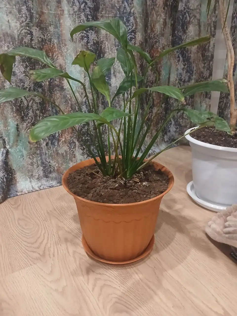 Пацифилиус