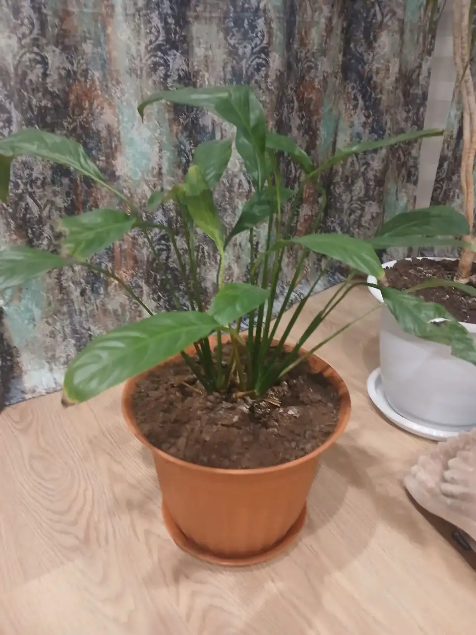 Пацифилиус