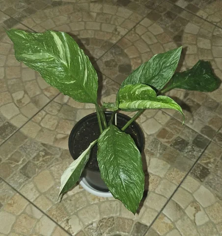 Спатифиллум вариегатный - Наручные часы в Москва