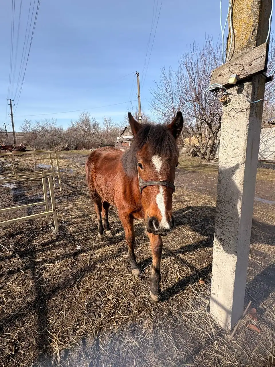 Продажа жеребенка кобылы - Лошади (Животные) в Луганск
