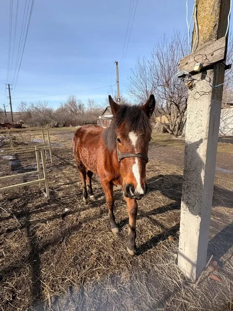 Продажа жеребенка кобылы - Животные в Луганск