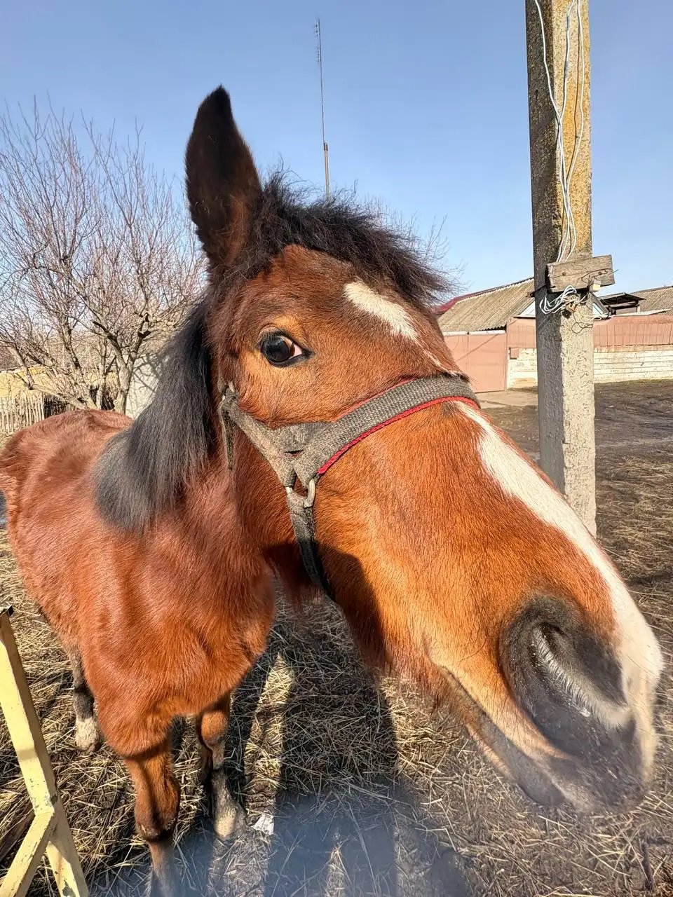 Продажа жеребенка кобылы - Лошади (Животные) в Луганск