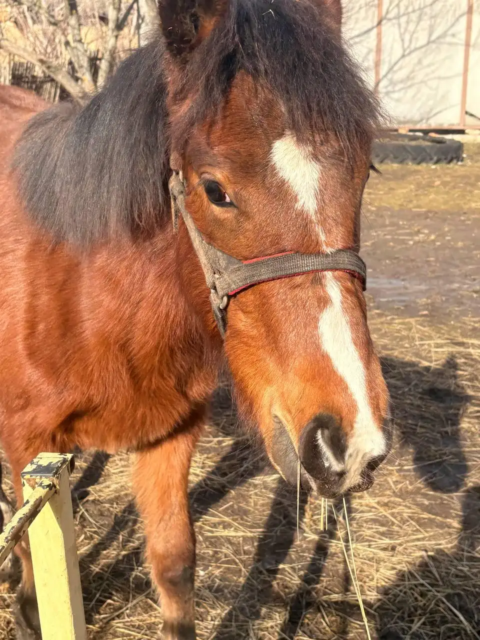 Продажа жеребенка кобылы - Лошади (Животные) в Луганск