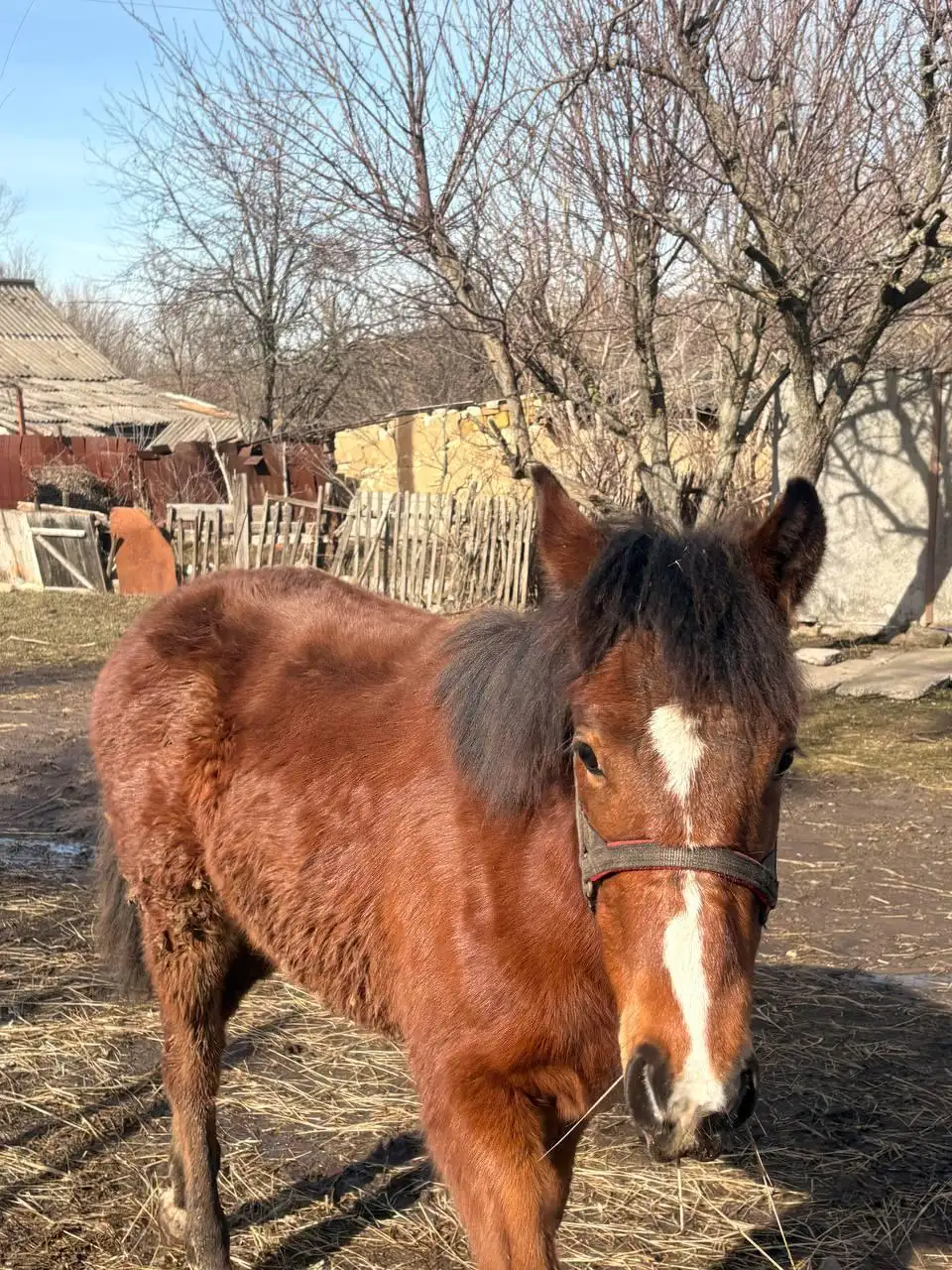 Продажа жеребенка кобылы - Лошади (Животные) в Луганск