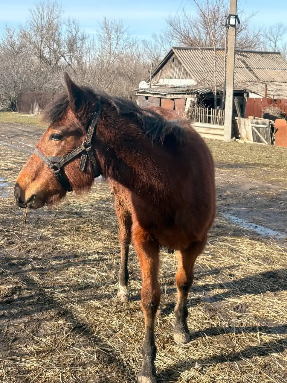 Продажа жеребенка кобылы - Лошади (Животные) в Луганск