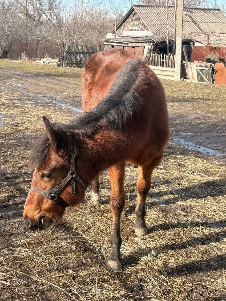 Продажа жеребенка кобылы - Лошади (Животные) в Луганск
