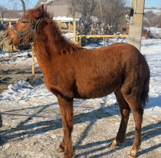 Продажа жеребенка рыжей масти от породистых родителей - частное объявление в Луганск