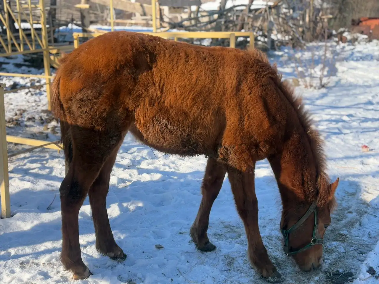 Продажа жеребенка рыжей масти от породистых родителей - Лошади (Животные) в Луганск