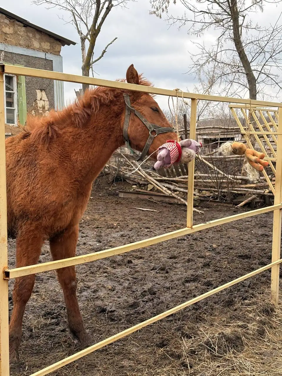 Продажа жеребенка рыжей масти от породистых родителей - Лошади (Животные) в Луганск