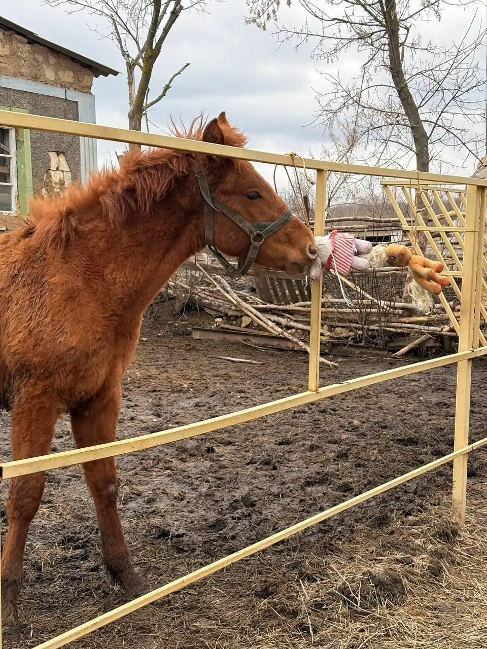 Продажа жеребенка рыжей масти от породистых родителей - Лошади (Животные) в Луганск