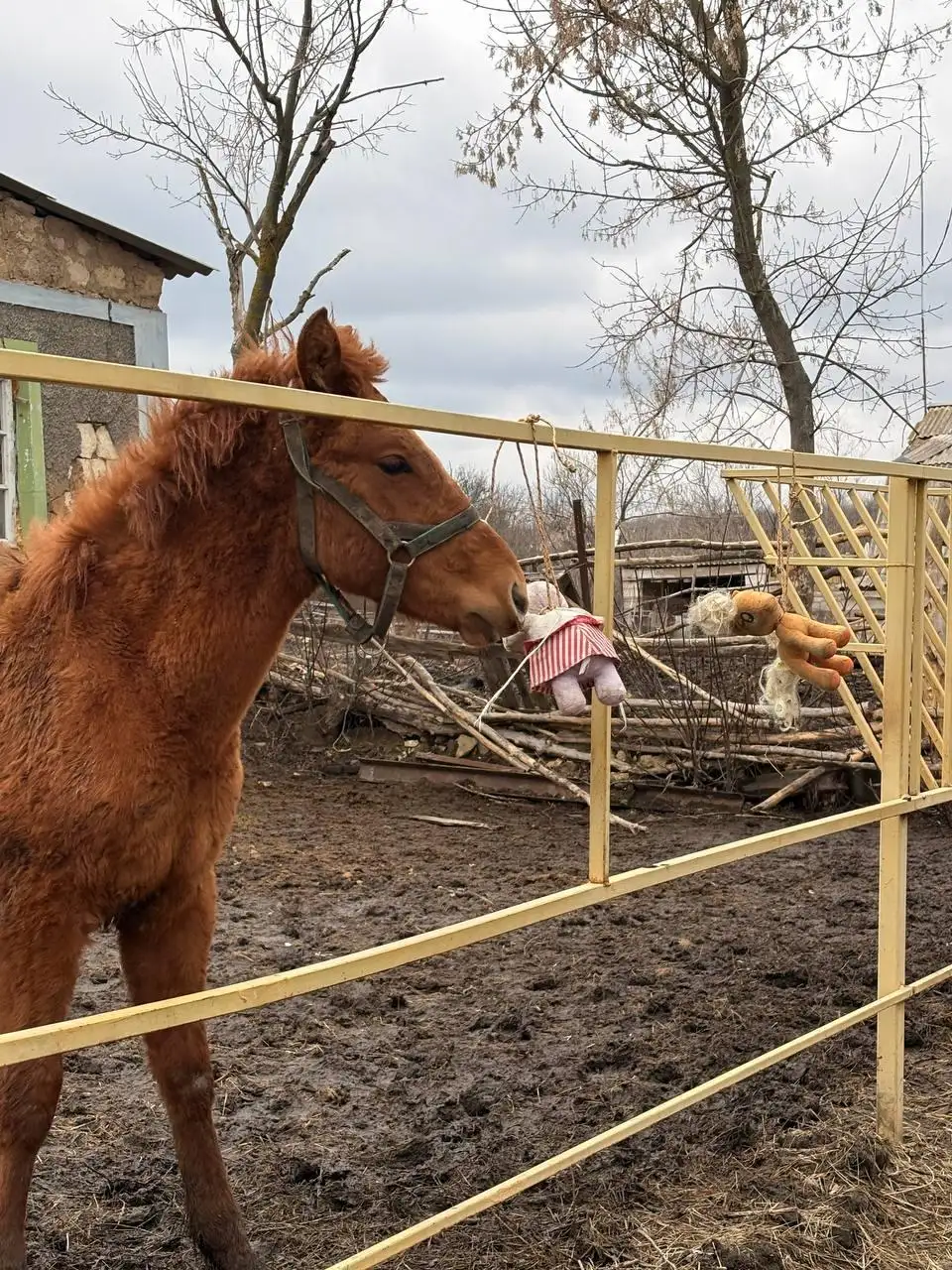 Продажа жеребенка рыжей масти от породистых родителей - Лошади (Животные) в Луганск
