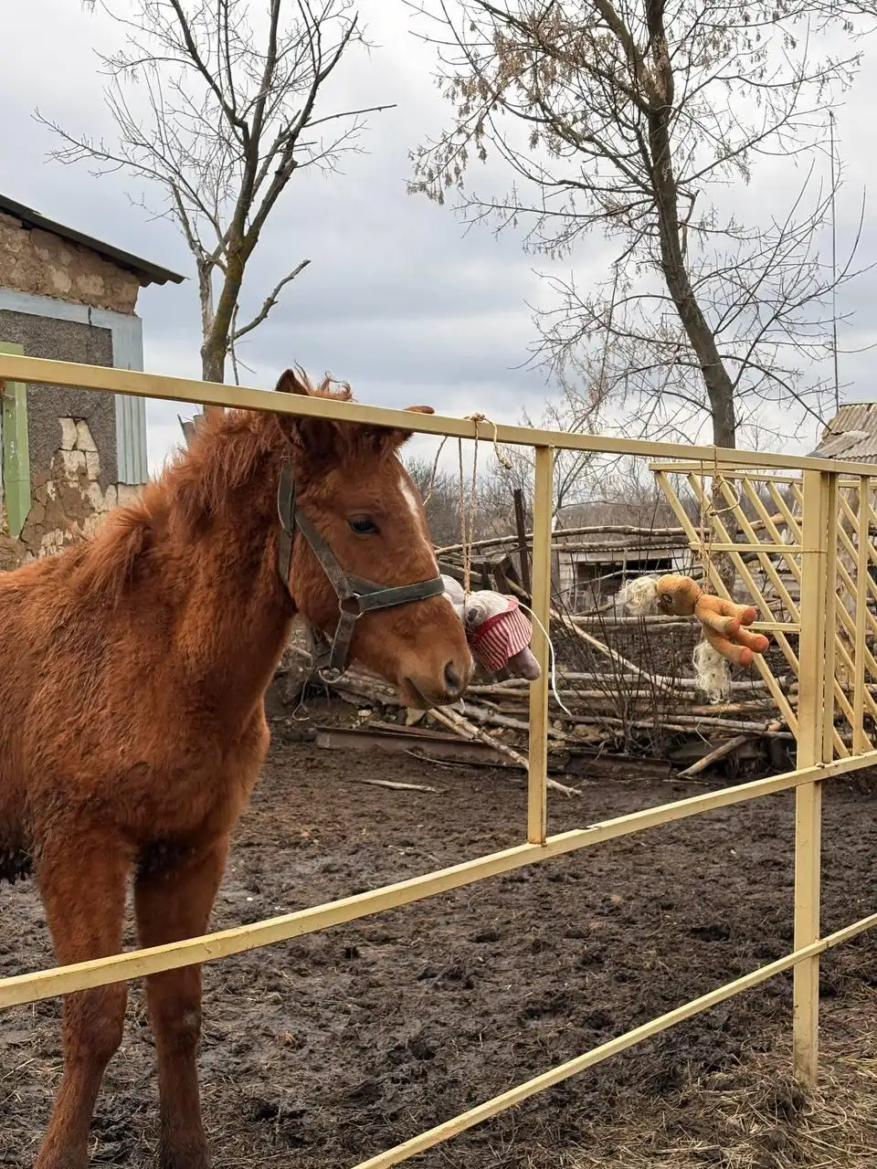 Продажа жеребенка рыжей масти от породистых родителей - Лошади (Животные) в Луганск