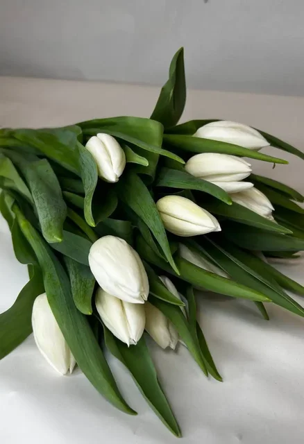 Тюльпаны к 8 марта - Коллекционные предметы в Москва