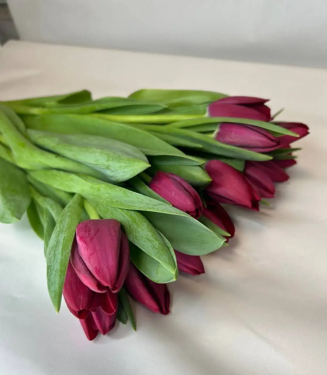 Тюльпаны к 8 марта - Цветы (Барахолка) в Москва