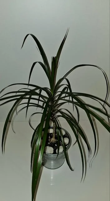 Драцена в алюминиевом кашпо - частное объявление в Москва