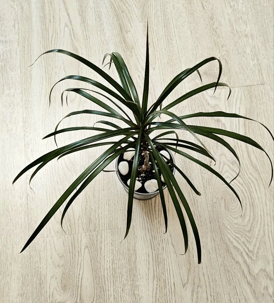 Драцена в алюминиевом кашпо - Растения (Барахолка) в Москва