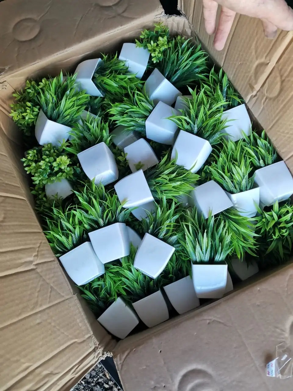 Декоративные цветы в горшочках, ящик 80+ шт - Барахолка в Москва