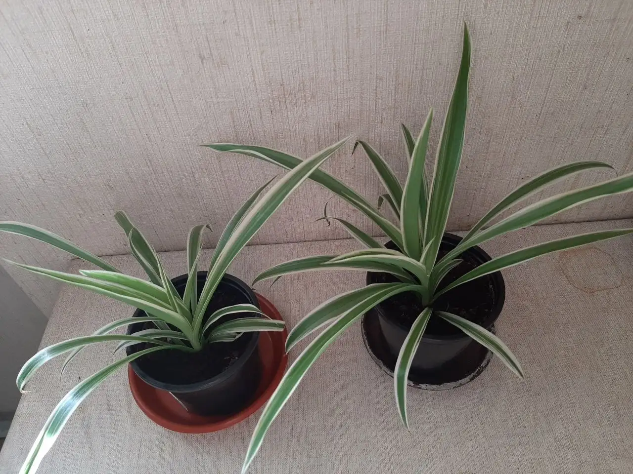 Хлорофитум на Щелковской - Растения (Барахолка) в Москва