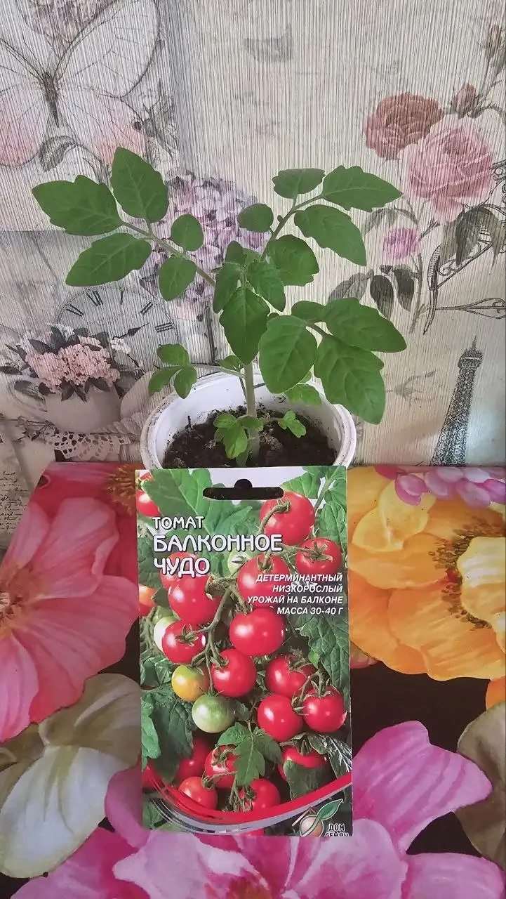 Рассада помидорок на окно/балкон - Растения (Барахолка) в Москва