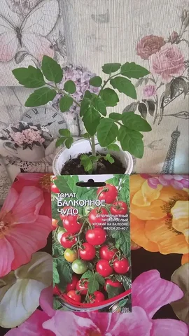 Рассада помидорок на окно/балкон - Продукты в Москва