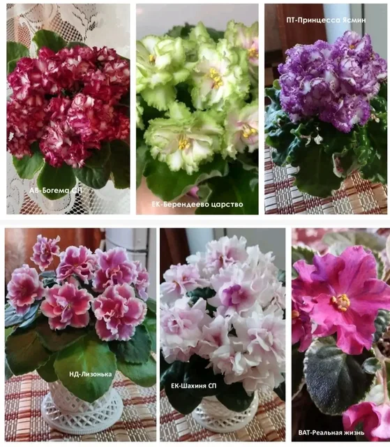 Набор сортовых фиалок - частное объявление в Москва