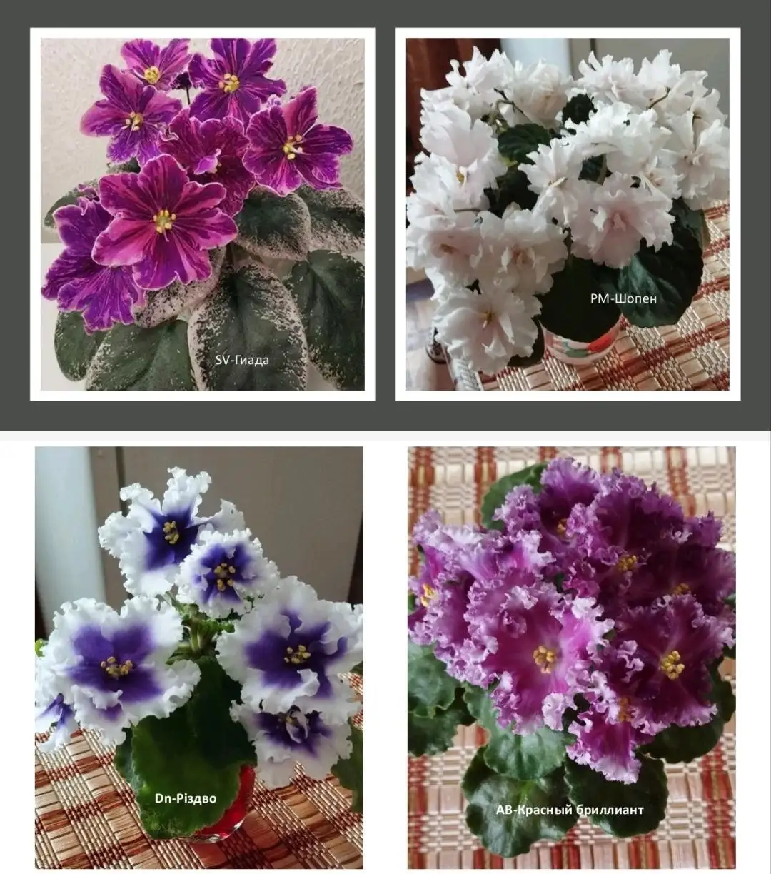 Набор сортовых фиалок - Растения (Хобби и отдых) в Москва