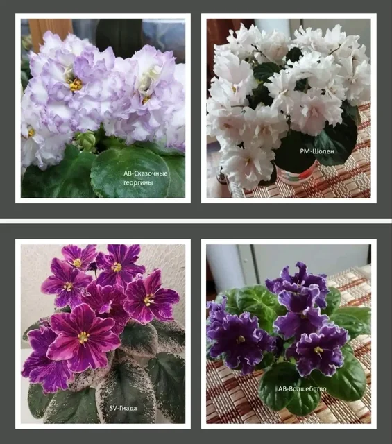Детки сортовых фиалок с фото цветения - Садоводство в Долгопрудный