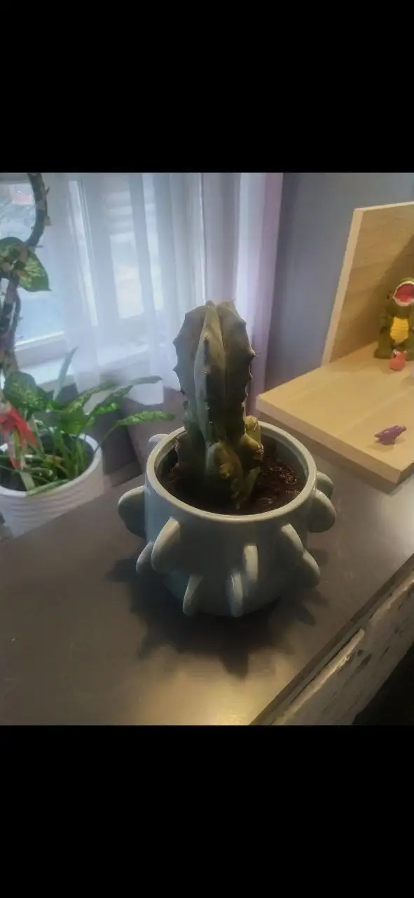 Продам необычный кактус с горшком - Растения (Хобби и отдых) в Красногорск